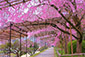 京都　半木の道　桜
