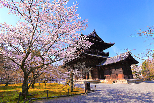南禅寺　桜　写真