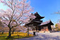 南禅寺の桜　高画質写真