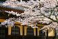 南禅寺　桜　高画質写真