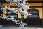 南禅寺　桜　画像