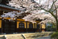 南禅寺　桜　画像　京都