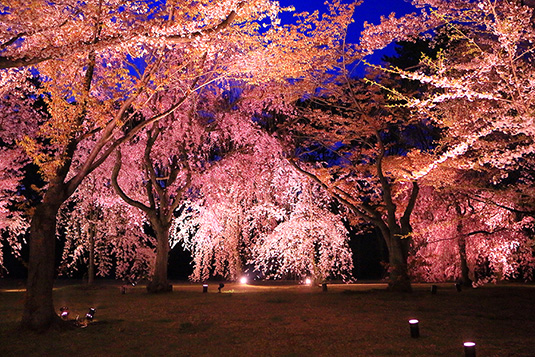 二条城　桜　写真