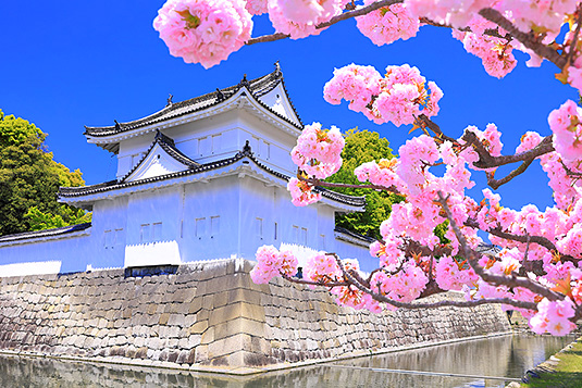 二条城　桜　画像