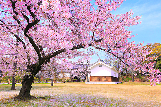 二条城の桜　写真