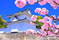 二条城　桜　高画質　写真