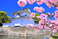二条城　桜　高画質画像