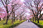 京都　二条城　清流園　桜　時期