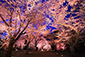 二条城　夜桜　ライトアップ　高画質写真