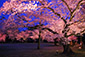 二条城　ライトアップ　桜　写真