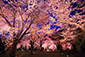 二条城　桜　ライトアップ　高画質画像