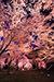 二条城　桜ライトアップ　高画質　写真