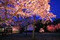 京都　二条城　夜桜