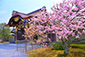 二条城　桜　高画質　画像