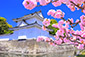二条城　桜　高画質写真