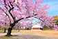 二条城　桜　画像