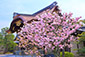 二条城の桜　高画質　写真