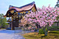 京都　二条城　桜　旅行　花見　ツアー