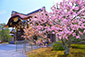 京都　二条城　桜