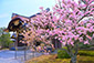 二条城　桜　写真家　京都　カメラマン