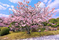 二条城　二の丸庭園　桜
