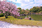 二条城　二の丸庭園　桜