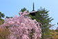 仁和寺　五重塔　桜　写真