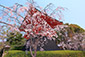 仁和寺　早咲き桜
