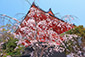 京都　仁和寺　春　画像