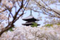 仁和寺　桜　画像