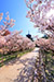 仁和寺　御室桜　写真