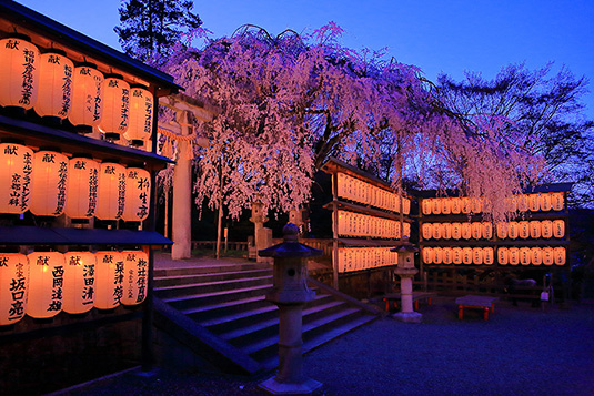大石神社　桜　写真