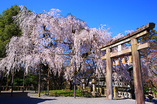 大石神社　桜　画像