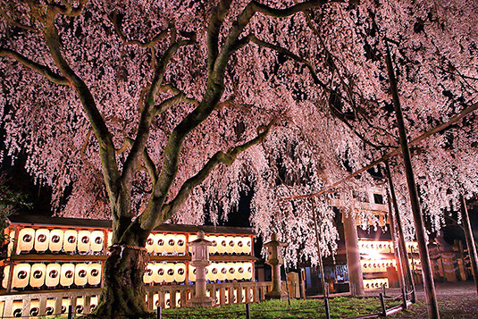 ��ΐ_�Ё@���@���C�g�A�b�v