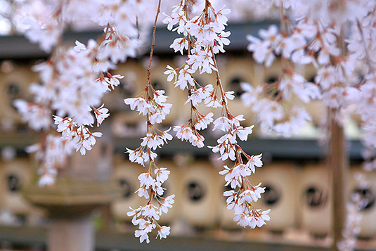 ���s�R�ȁ@��ΐ_�Ё@������