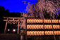 大石神社　夜桜