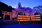 大石神社　桜　ライトアップ