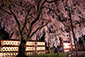 京都　山科　大石神社　夜桜
