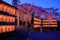 大石神社　桜　ライトアップ