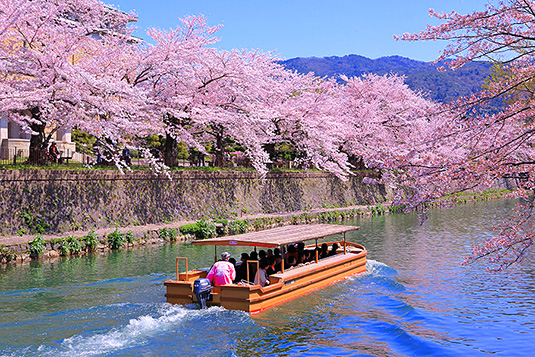 岡崎疏水　桜　写真