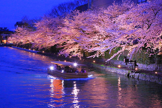 岡崎疏水　桜　ライトアップ