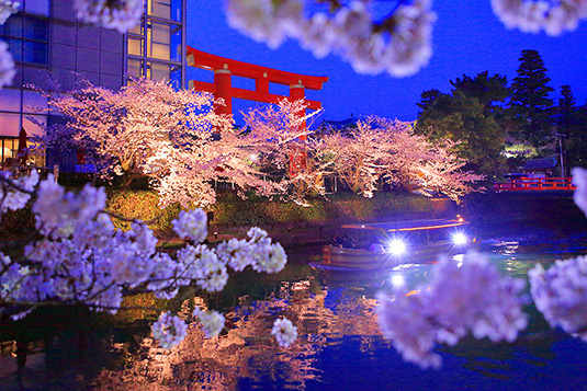 岡崎疏水　桜　ライトアップ　写真