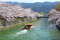 岡崎　十石船遊覧　桜