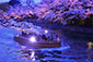 岡崎疏水　ライトアップ　桜