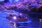 岡崎疏水　桜　ライトアップ　十石舟