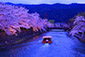 岡崎疏水　夜桜