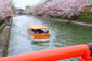 岡崎疏水　十石船　桜