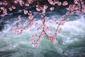 岡崎疏水　桜