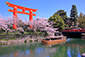 岡崎疏水　桜　高画質　画像