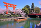 岡崎疏水　桜　高画質写真